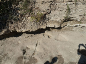 Actual tracks in the limestone
