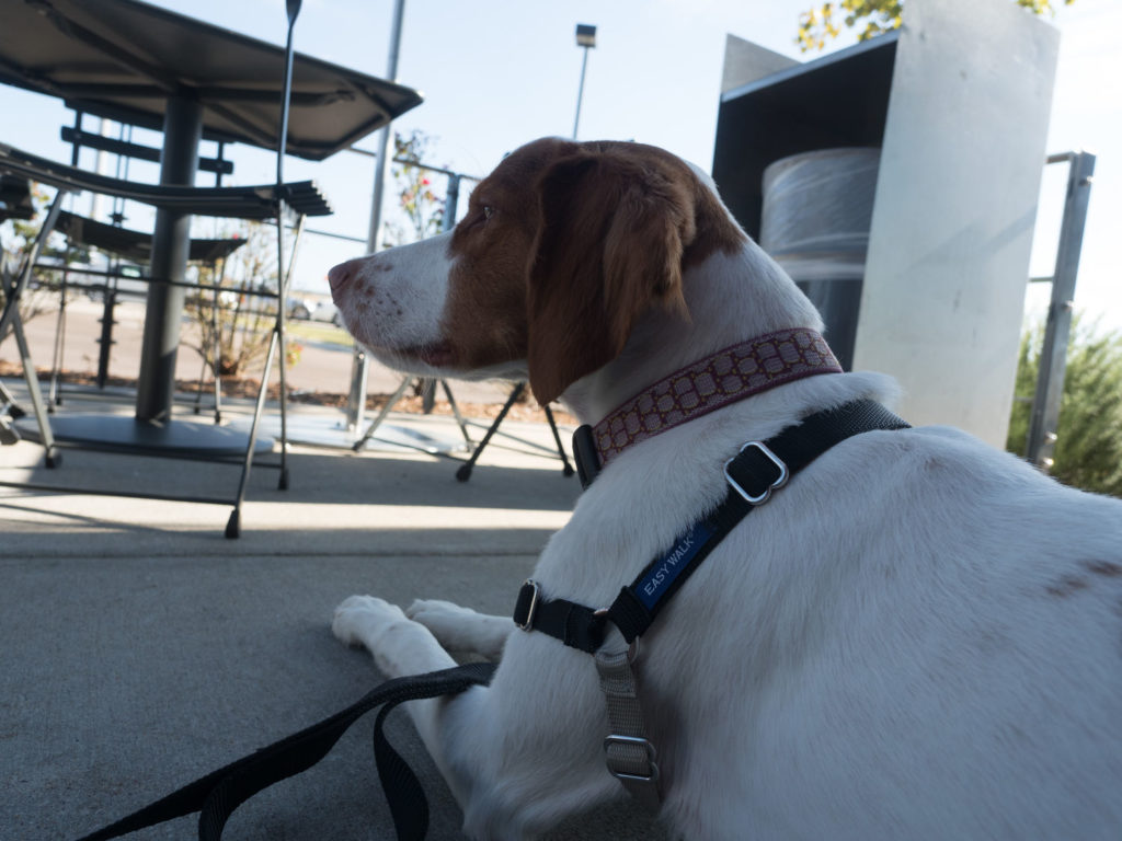 Ripley waiting while we dine outdoors at Chipotle